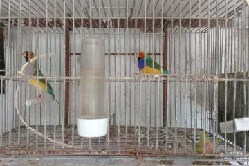 Aviario Lucas Aranda Club Diamante de Gould España
